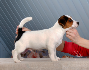 Photo №2 to announcement № 1439 for the sale of jack russell terrier - buy in Russian Federation breeder