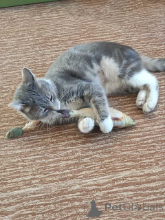 Photo №3. May, a silver-smoky cat, is looking for her home. Russian Federation