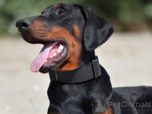 Photo №2 to announcement № 151340 for the sale of dobermann - buy in China from nursery