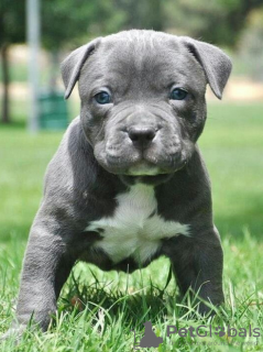 Photo №1. american pit bull terrier - for sale in the city of Stockholm | negotiated | Announcement № 113173