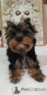 Photo №3. Йорка Бусинка. Turkey