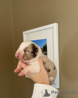 Photo №1. border collie - for sale in the city of Alabama | 350$ | Announcement № 173954