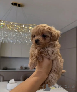 Photo №2 to announcement № 156283 for the sale of maltipu - buy in Germany breeder