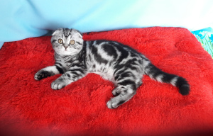 Photo №1. scottish fold - for sale in the city of St. Petersburg | Negotiated | Announcement № 777
