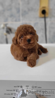 Additional photos: Mini poodle puppies