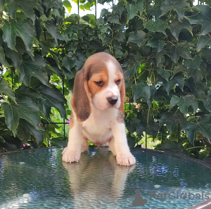 Photo №2 to announcement № 68895 for the sale of beagle - buy in Ukraine from nursery, breeder