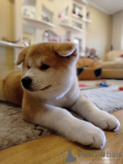 Additional photos: I will sell a girl of breed Akita-Ina