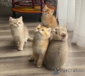 Photo №1. british shorthair - for sale in the city of Espoo | 516$ | Announcement № 166941