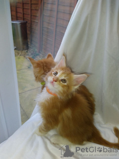 Photo №3. Healthy Main Coon kittens with pedigree for Adoption now. Germany