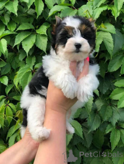 Photo №1. non-pedigree dogs - for sale in the city of Dettenheim | negotiated | Announcement № 162796