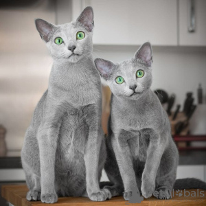 Photo №2 to announcement № 125936 for the sale of russian blue - buy in United Kingdom private announcement, breeder