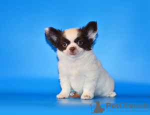 Photo №2 to announcement № 11156 for the sale of chihuahua - buy in Russian Federation from nursery, breeder