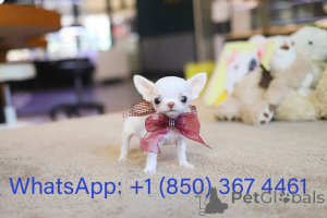 Photo №2 to announcement № 153557 for the sale of chihuahua - buy in United States breeder