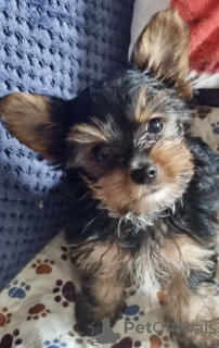 Additional photos: Beautiful miniature Yorkshire terrier puppies