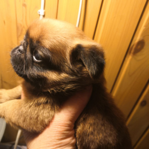 Photo №2 to announcement № 4366 for the sale of petit brabançon - buy in Russian Federation breeder