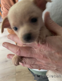 Photo №1. non-pedigree dogs - for sale in the city of Bergen Op Zoom | negotiated | Announcement № 166930