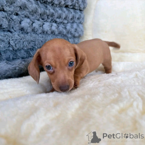 Photo №2 to announcement № 136334 for the sale of dachshund - buy in Germany breeder