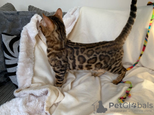 Photo №1. bengal cat - for sale in the city of Утрехт | 370$ | Announcement № 111097