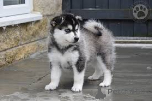 Photo №1. non-pedigree dogs - for sale in the city of Berlin | negotiated | Announcement № 136799