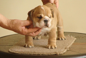 Photo №4. I will sell english bulldog in the city of Šiauliai. breeder - price - negotiated