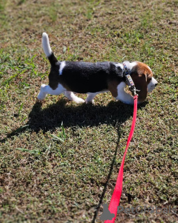 Photo №3. Two beautiful beagle puppies for sale. Finland