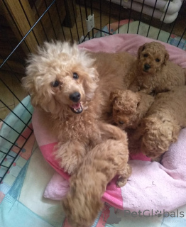 Photo №2 to announcement № 138920 for the sale of poodle (dwarf) - buy in Georgia private announcement