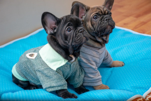Photo №1. french bulldog - for sale in the city of Narva | 710$ | Announcement № 2223