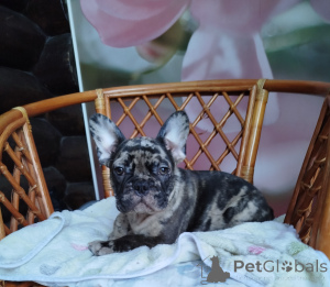 Photo №3. French bulldog boy.. Belarus
