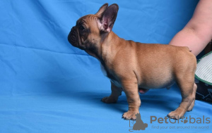 Photo №3. French Bulldog puppy KSU. Ukraine