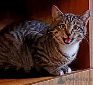 Photo №4. I will sell domestic cat in the city of Minsk.  - price - Is free