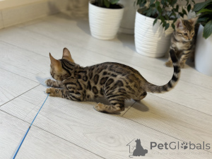 Photo №3. Gorgeous Bengal boy. Belgium