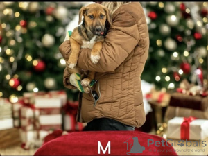 Photo №2 to announcement № 126805 for the sale of non-pedigree dogs - buy in Russian Federation private announcement