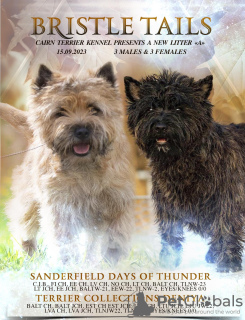 Photo №2 to announcement № 80729 for the sale of cairn terrier - buy in Estonia breeder