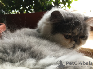 Photo №1. persian cat - for sale in the city of St. Petersburg | negotiated | Announcement № 10137