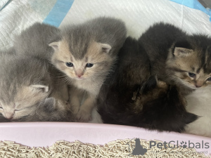 Photo №4. I will sell british shorthair in the city of Франкфурт-на-Майне. private announcement - price - negotiated