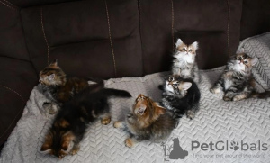 Photo №1. siberian cat - for sale in the city of Франкфурт-на-Майне | 264$ | Announcement № 123367