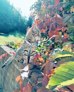 Photo №2 to announcement № 158220 for the sale of european shorthair - buy in Germany breeder