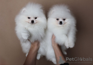 Additional photos: 2 male pomeranian with FCI-LKD