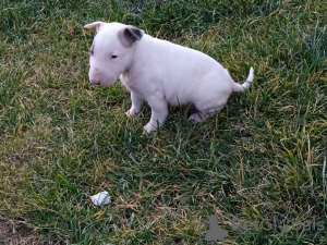 Photo №3. bull terrier puppies. Russian Federation