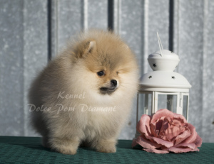 Photo №2 to announcement № 5455 for the sale of german spitz - buy in Russian Federation from nursery