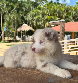Photo №4. I will sell border collie in the city of Munich. breeder - price - negotiated