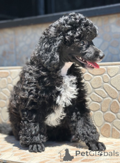 Photo №2 to announcement № 143474 for the sale of poodle (dwarf) - buy in Serbia 