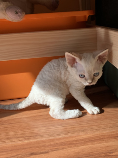 Photo №2 to announcement № 2182 for the sale of devon rex - buy in Russian Federation private announcement