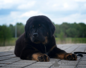 Additional photos: Tibetan Mastiff puppies