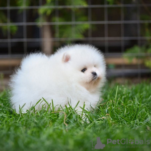 Additional photos: pomeranian