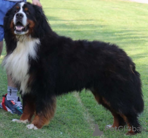 Additional photos: Bernese Mountain Dog