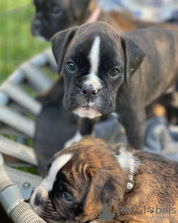 Photo №4. I will sell boxer in the city of Melbourne. private announcement - price - 650$