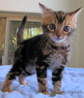 Photo №3. Bengal kittens. Germany