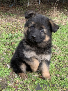 Photo №2 to announcement № 95701 for the sale of german shepherd - buy in Germany private announcement, breeder