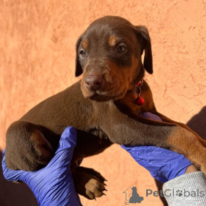 Photo №2 to announcement № 175427 for the sale of dobermann - buy in Lithuania private announcement, breeder
